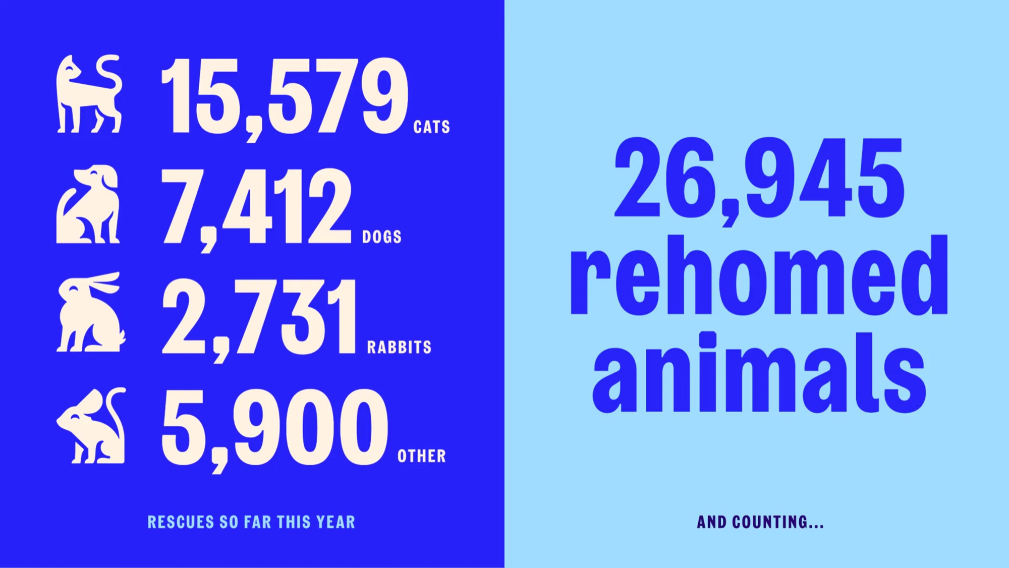 RSPCA — custom typeface case study photography